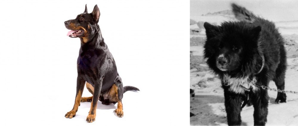 Sakhalin Husky vs Beauceron - Breed Comparison