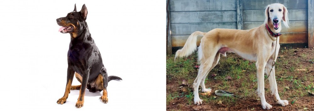 Saluki vs Beauceron - Breed Comparison