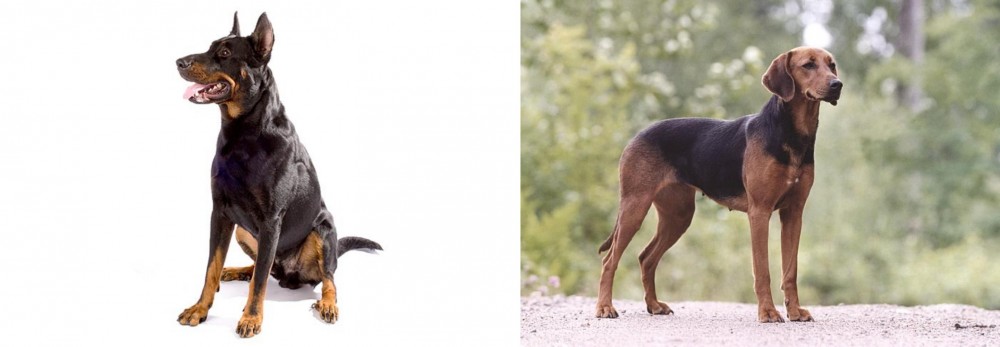 Schillerstovare vs Beauceron - Breed Comparison