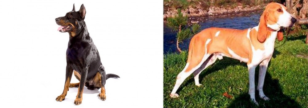 Schweizer Laufhund vs Beauceron - Breed Comparison