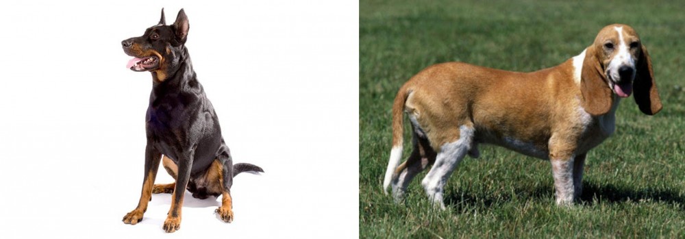 Schweizer Niederlaufhund vs Beauceron - Breed Comparison