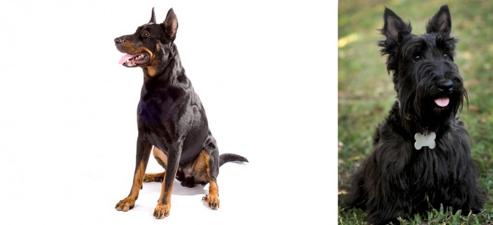 Scoland Terrier vs Beauceron - Breed Comparison