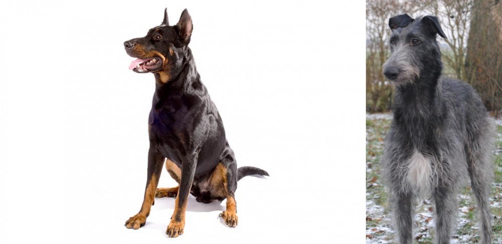Scottish Deerhound vs Beauceron - Breed Comparison