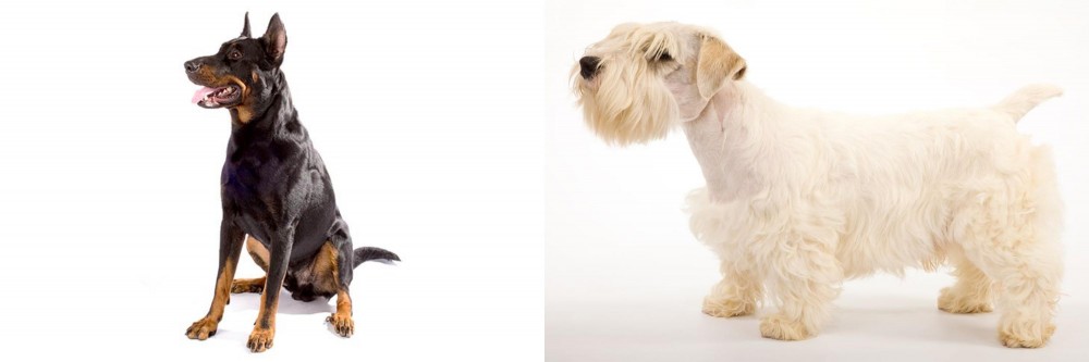 Sealyham Terrier vs Beauceron - Breed Comparison