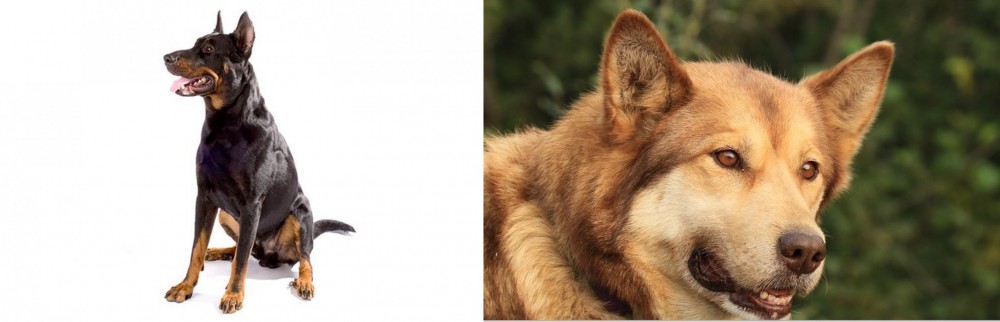 Seppala Siberian Sleddog vs Beauceron - Breed Comparison