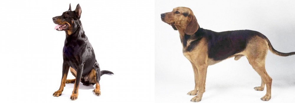 Serbian Hound vs Beauceron - Breed Comparison