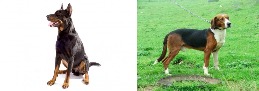 Serbian Tricolour Hound vs Beauceron - Breed Comparison