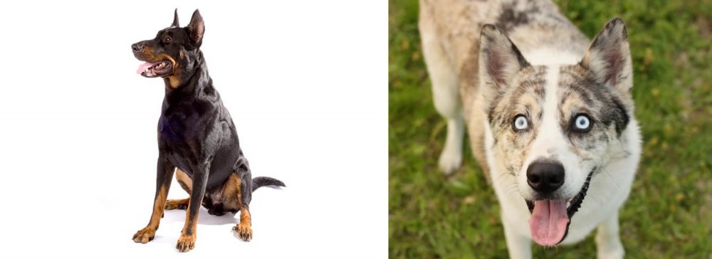 Shepherd Husky vs Beauceron - Breed Comparison