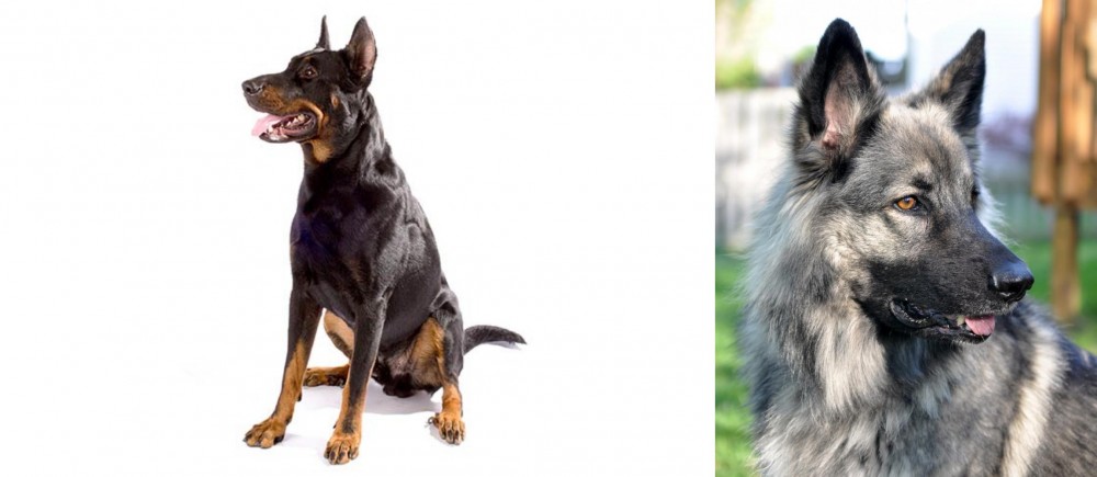 Shiloh Shepherd vs Beauceron - Breed Comparison