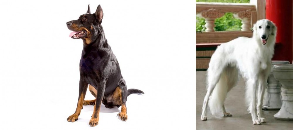 Silken Windhound vs Beauceron - Breed Comparison