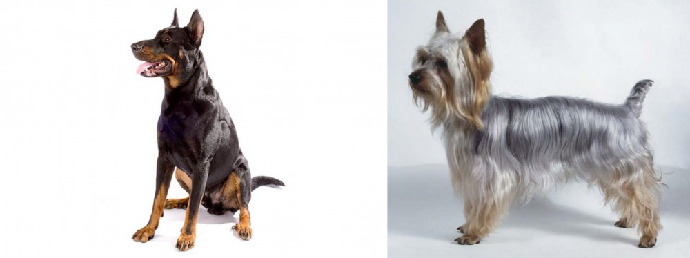 Silky Terrier vs Beauceron - Breed Comparison