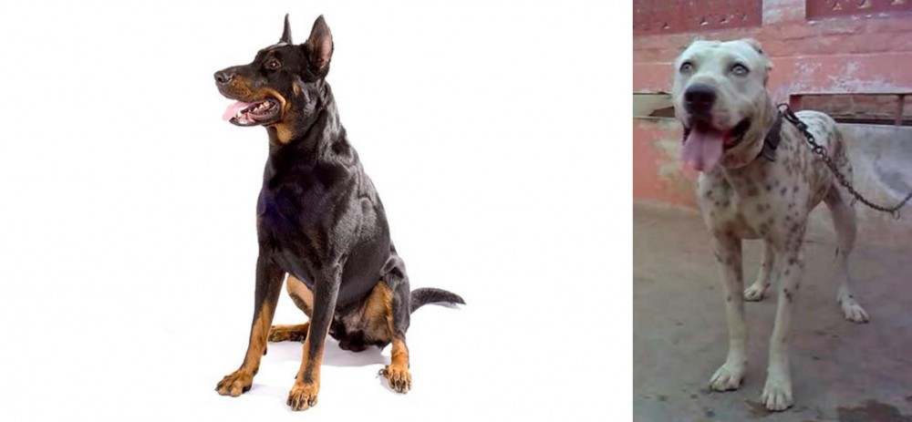Sindh Mastiff vs Beauceron - Breed Comparison