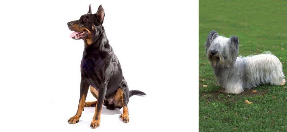 Skye Terrier vs Beauceron - Breed Comparison