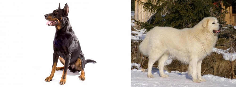Slovak Cuvac vs Beauceron - Breed Comparison