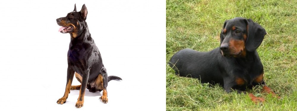 Slovakian Hound vs Beauceron - Breed Comparison
