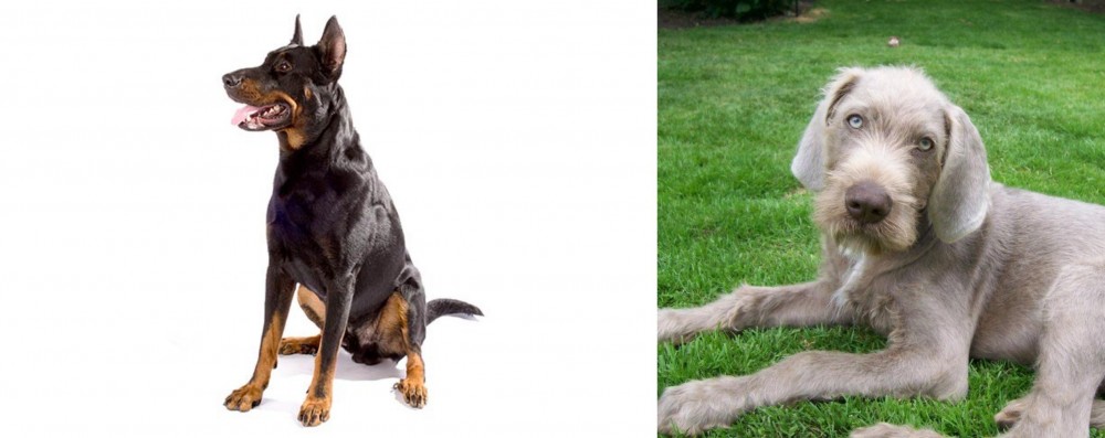 Slovakian Rough Haired Pointer vs Beauceron - Breed Comparison