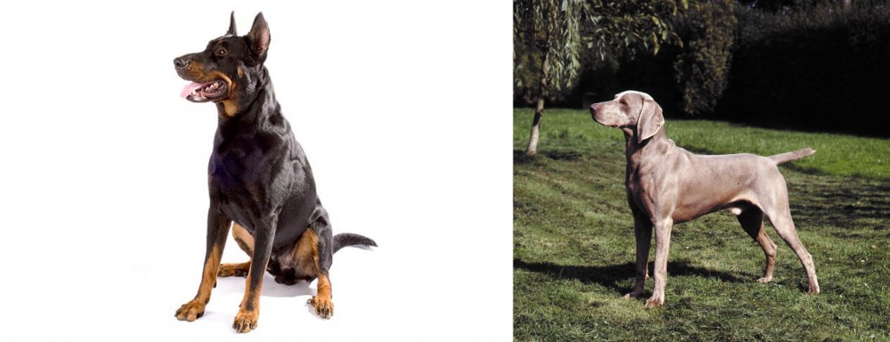 Smooth Haired Weimaraner vs Beauceron - Breed Comparison
