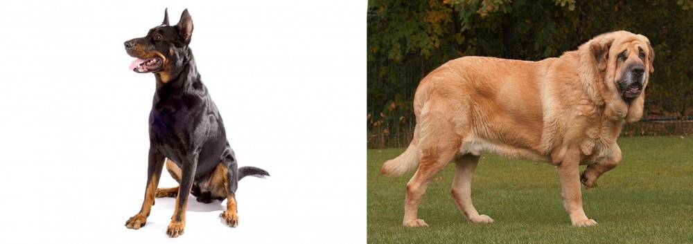 Spanish Mastiff vs Beauceron - Breed Comparison