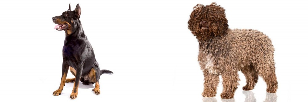 Spanish Water Dog vs Beauceron - Breed Comparison
