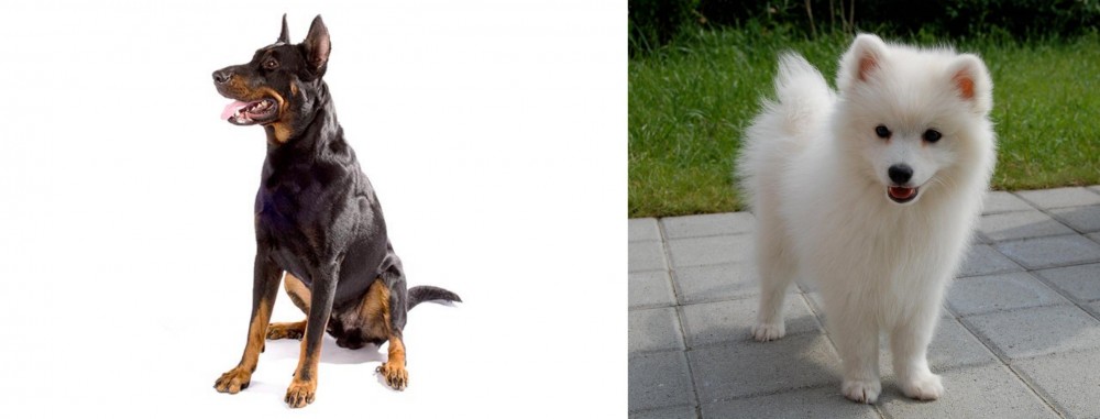 Spitz vs Beauceron - Breed Comparison