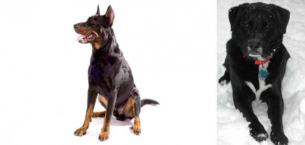 St. John's Water Dog vs Beauceron - Breed Comparison