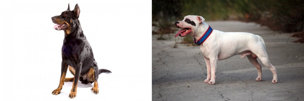 Staffordshire Bull Terrier vs Beauceron - Breed Comparison
