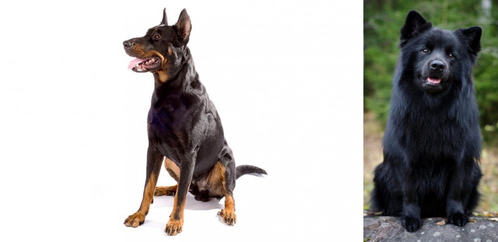 Swedish Lapphund vs Beauceron - Breed Comparison