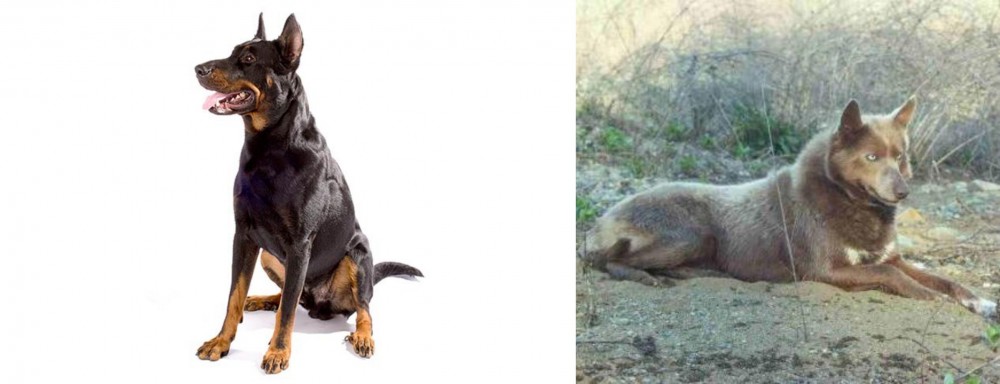 Tahltan Bear Dog vs Beauceron - Breed Comparison