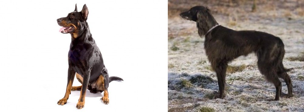 Taigan vs Beauceron - Breed Comparison