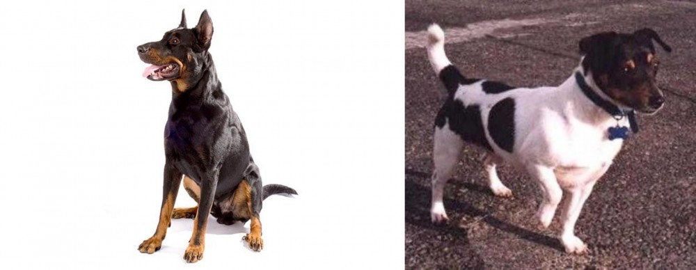 Teddy Roosevelt Terrier vs Beauceron - Breed Comparison