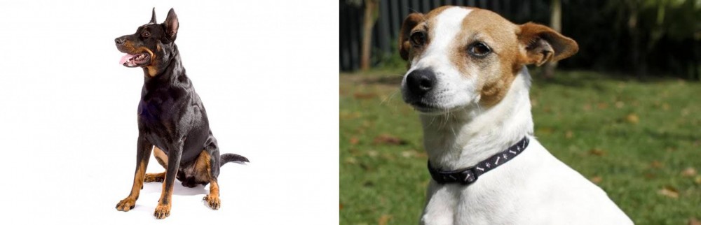 Tenterfield Terrier vs Beauceron - Breed Comparison