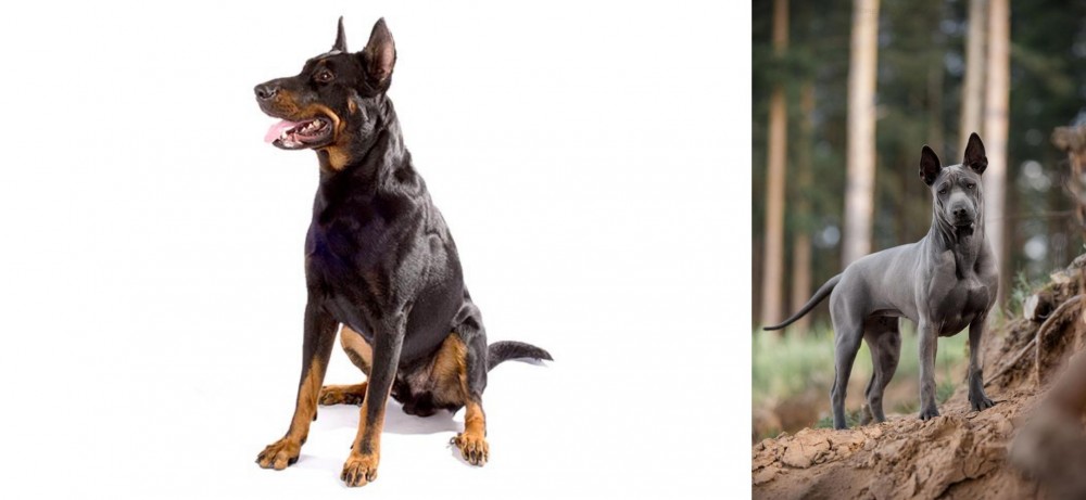 Thai Ridgeback vs Beauceron - Breed Comparison