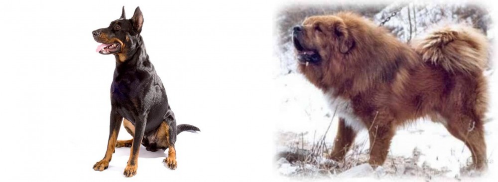 Tibetan Kyi Apso vs Beauceron - Breed Comparison