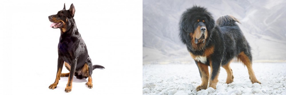 Tibetan Mastiff vs Beauceron - Breed Comparison