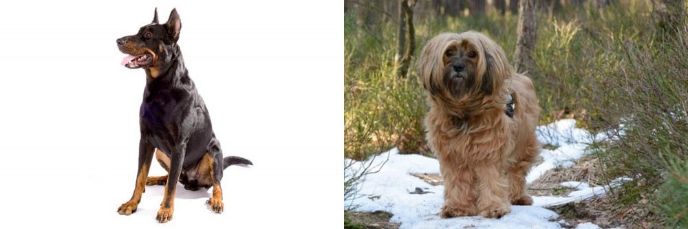 Tibetan Terrier vs Beauceron - Breed Comparison