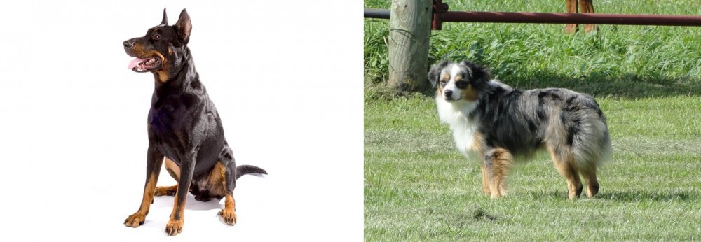 Toy Australian Shepherd vs Beauceron - Breed Comparison