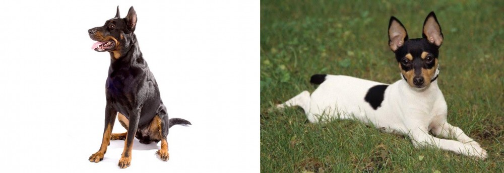 Toy Fox Terrier vs Beauceron - Breed Comparison