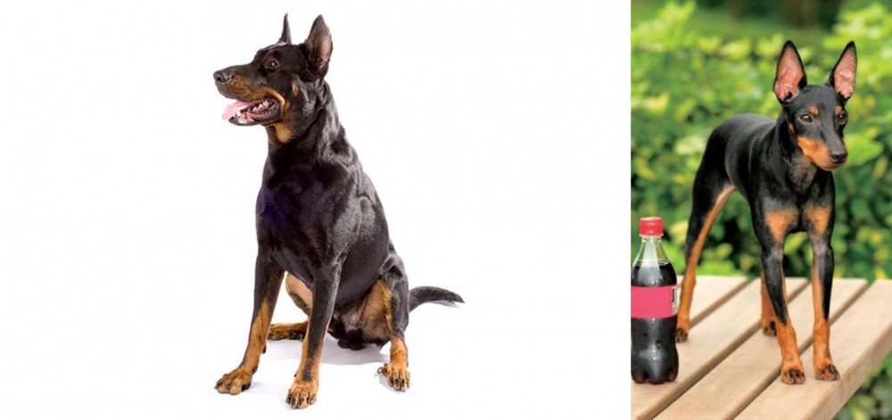 Toy Manchester Terrier vs Beauceron - Breed Comparison