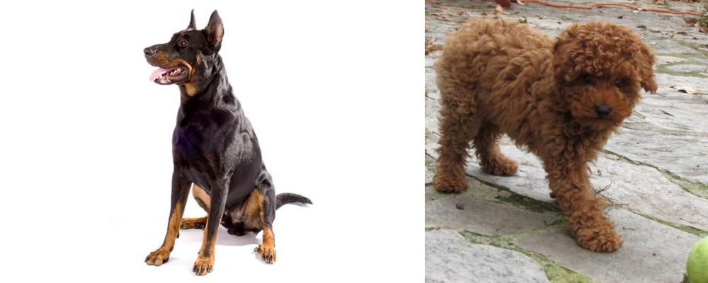Toy Poodle vs Beauceron - Breed Comparison