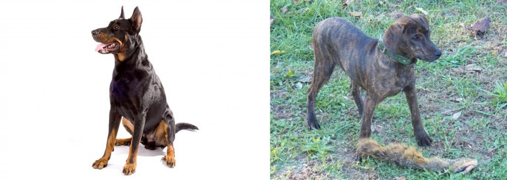 Treeing Cur vs Beauceron - Breed Comparison