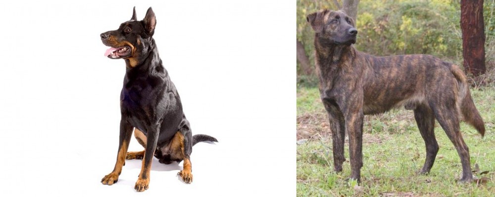 Treeing Tennessee Brindle vs Beauceron - Breed Comparison