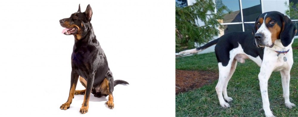 Treeing Walker Coonhound vs Beauceron - Breed Comparison