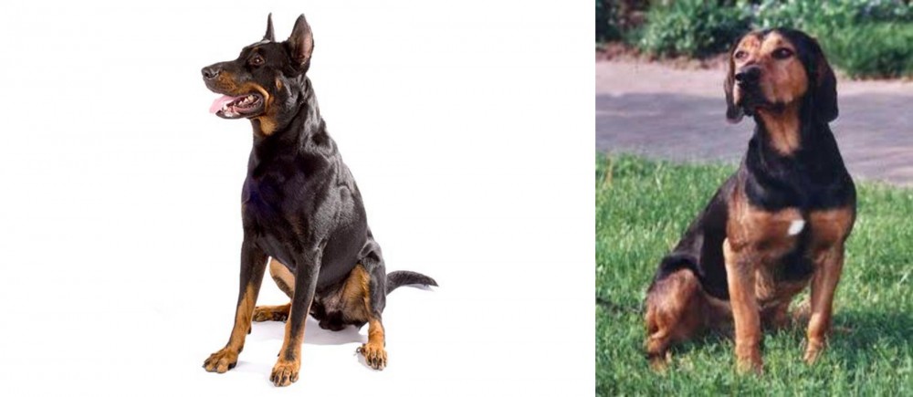 Tyrolean Hound vs Beauceron - Breed Comparison