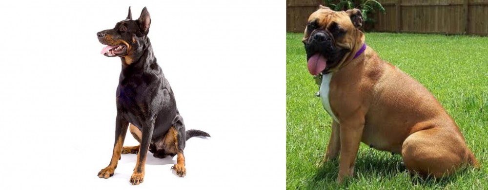 Valley Bulldog vs Beauceron - Breed Comparison