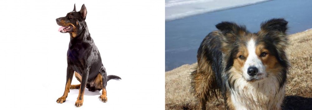 Welsh Sheepdog vs Beauceron - Breed Comparison