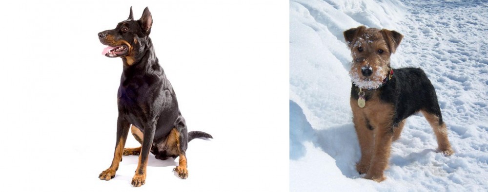 Welsh Terrier vs Beauceron - Breed Comparison