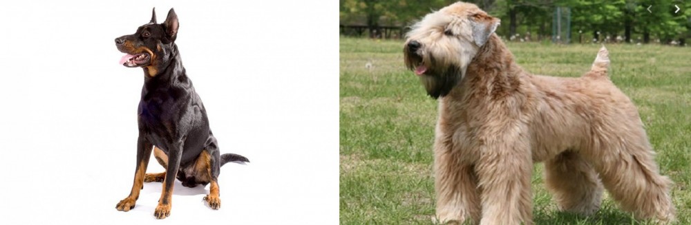 Wheaten Terrier vs Beauceron - Breed Comparison