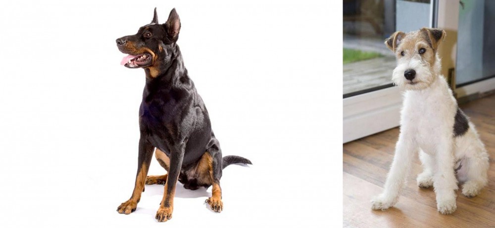 Wire Fox Terrier vs Beauceron - Breed Comparison