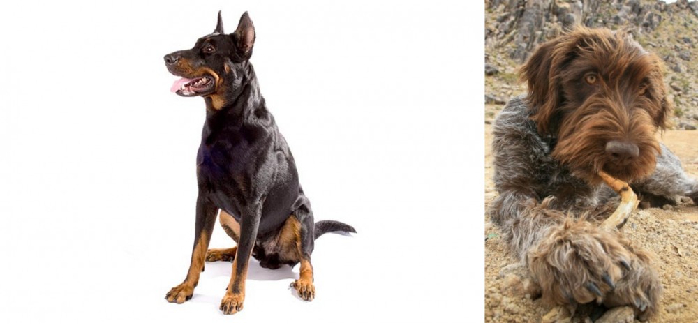 Wirehaired Pointing Griffon vs Beauceron - Breed Comparison