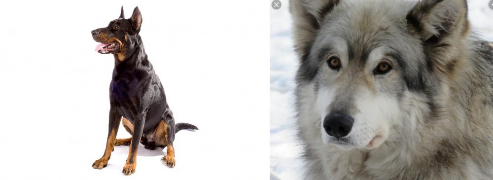 Wolfdog vs Beauceron - Breed Comparison